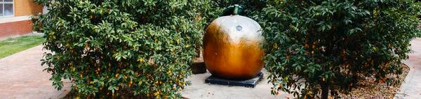 Golden Orange